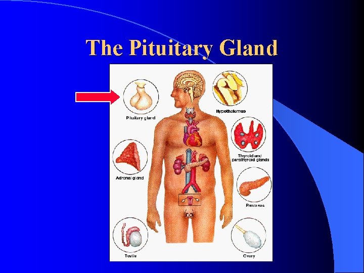 The Pituitary Gland 