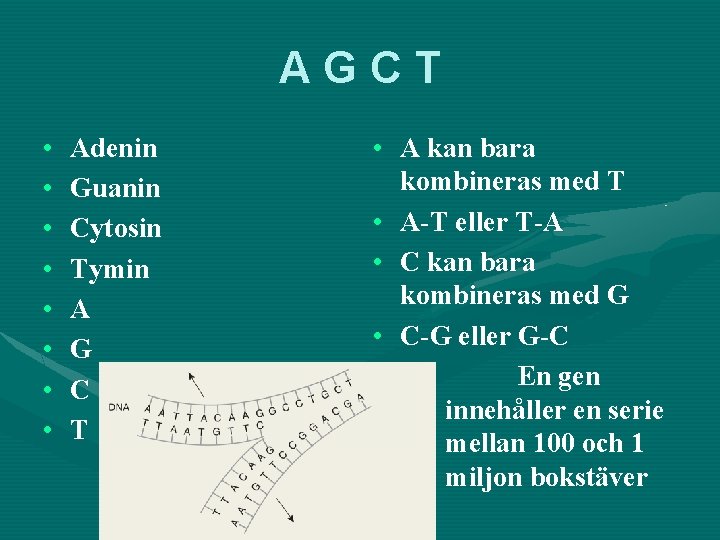 AGCT • • Adenin Guanin Cytosin Tymin A G C T • A kan