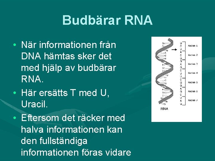 Budbärar RNA • När informationen från DNA hämtas sker det med hjälp av budbärar