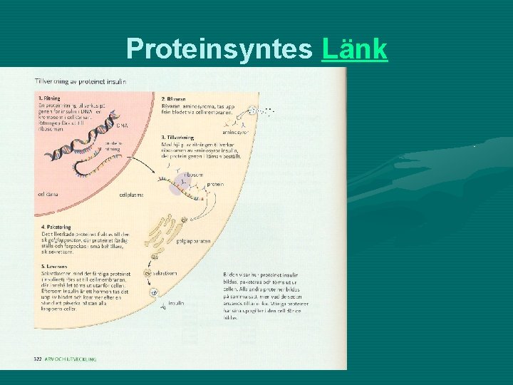 Proteinsyntes Länk 
