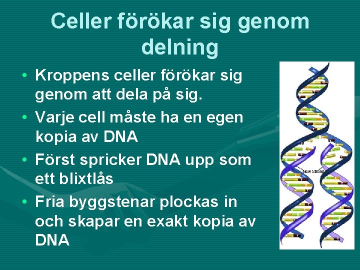 Celler förökar sig genom delning • Kroppens celler förökar sig genom att dela på