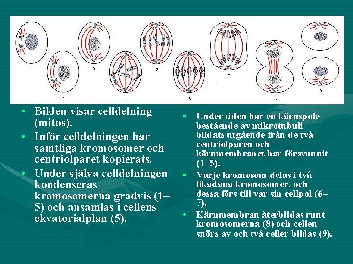  • Bilden visar celldelning (mitos). • Inför celldelningen har samtliga kromosomer och centriolparet