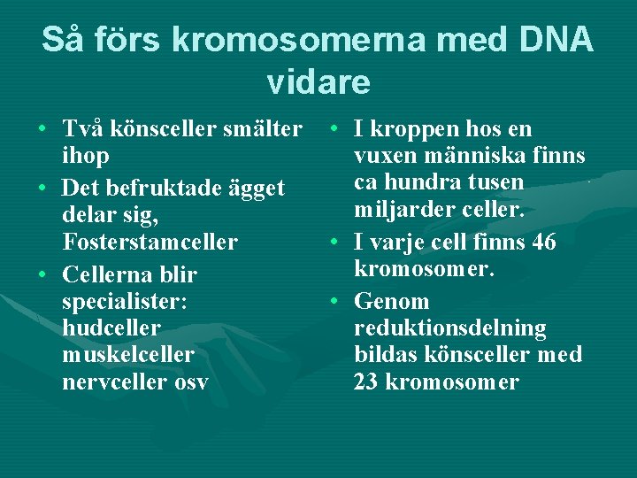 Så förs kromosomerna med DNA vidare • Två könsceller smälter ihop • Det befruktade