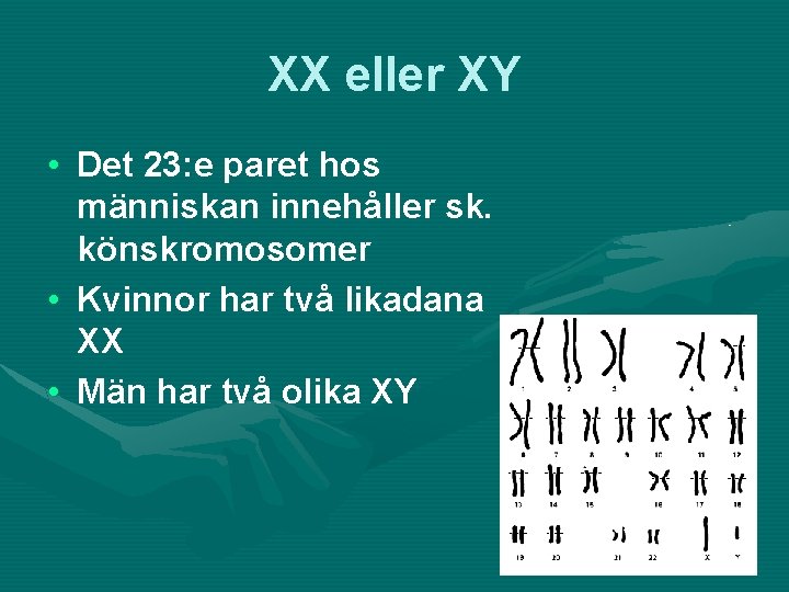 XX eller XY • Det 23: e paret hos människan innehåller sk. könskromosomer •