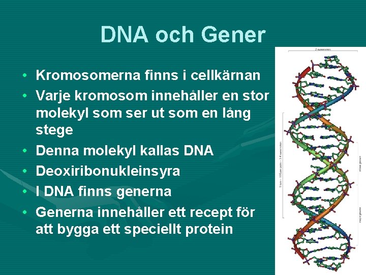 DNA och Gener • Kromosomerna finns i cellkärnan • Varje kromosom innehåller en stor