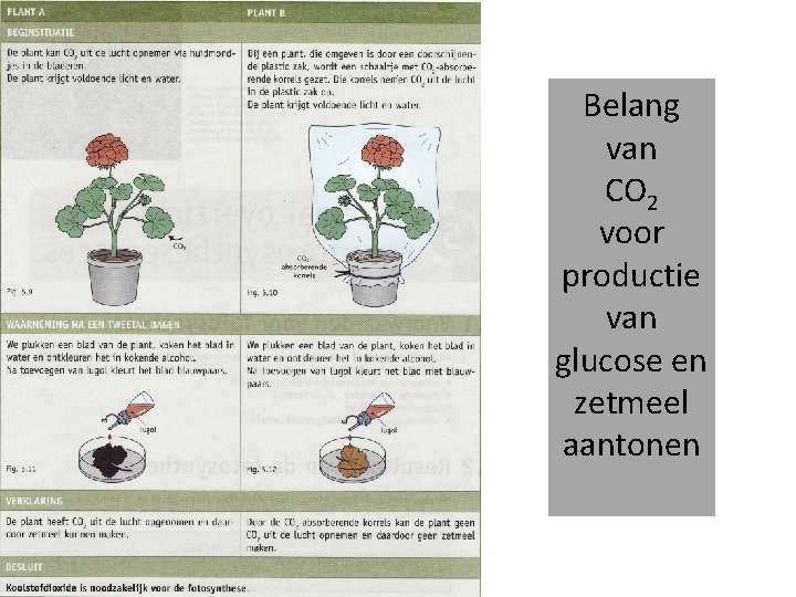 Belang van CO 2 voor productie van glucose en zetmeel aantonen 