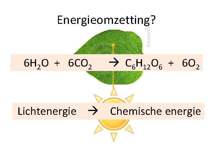 Energieomzetting? 6 H 2 O + 6 CO 2 C 6 H 12 O