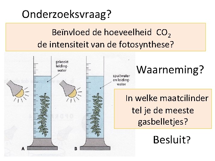 Onderzoeksvraag? Beïnvloed de hoeveelheid CO 2 de intensiteit van de fotosynthese? Waarneming? In welke