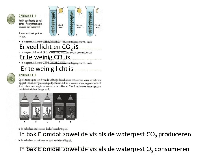 Er veel licht en CO 2 is Er te weinig licht is In bak
