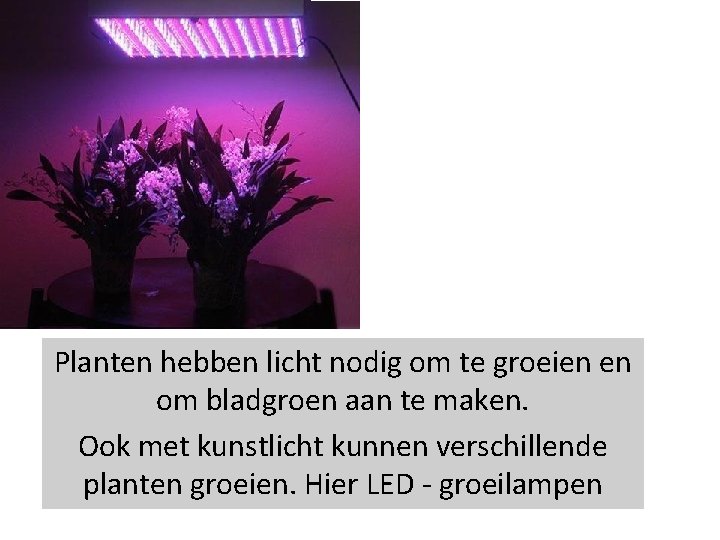 Planten hebben licht nodig om te groeien en om bladgroen aan te maken. Ook