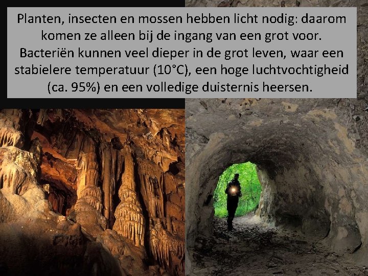 Planten, insecten en mossen hebben licht nodig: daarom komen ze alleen bij de ingang
