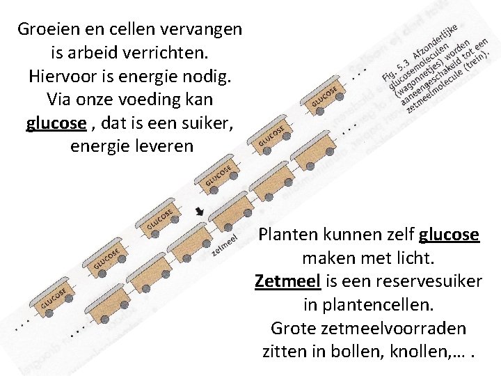 Groeien en cellen vervangen is arbeid verrichten. Hiervoor is energie nodig. Via onze voeding