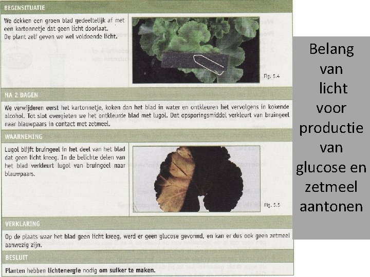 Belang van licht voor productie van glucose en zetmeel aantonen 