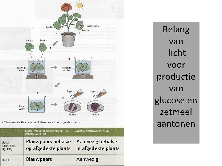 Belang van licht voor productie van glucose en zetmeel aantonen Blauwpaars behalve Aanwezig behalve