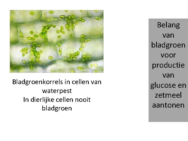 Bladgroenkorrels in cellen van waterpest In dierlijke cellen nooit bladgroen Belang van bladgroen voor