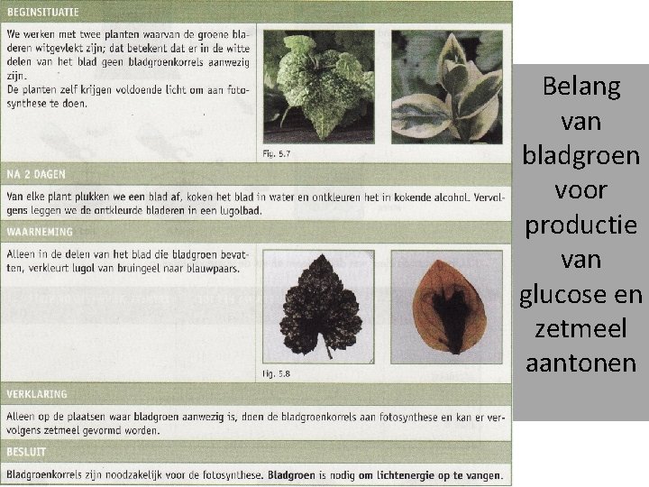 Belang van bladgroen voor productie van glucose en zetmeel aantonen 