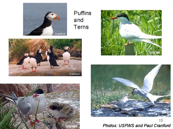 Puffins and Terns Cranford USFWS 13 USFWS Photos: USFWS and Paul Cranford 