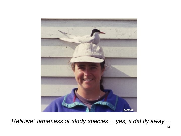 Devlin “Relative” tameness of study species…. yes, it did fly away… 14 