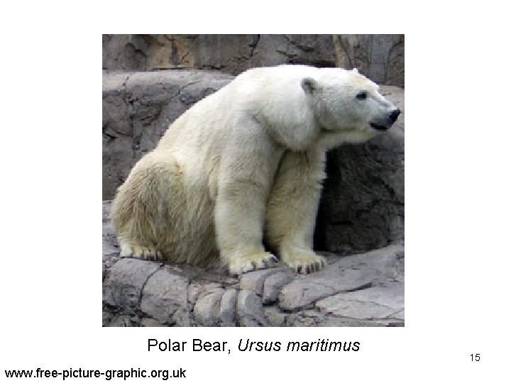 Polar Bear, Ursus maritimus www. free-picture-graphic. org. uk 15 