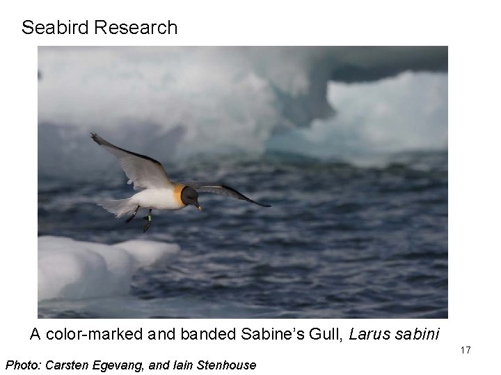 Seabird Research A color-marked and banded Sabine’s Gull, Larus sabini 17 Photo: Carsten Egevang,