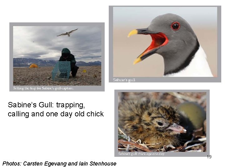 Sabine’s Gull: trapping, calling and one day old chick 19 Photos: Carsten Egevang and