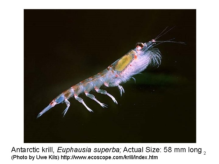 Antarctic krill, Euphausia superba; Actual Size: 58 mm long 2 (Photo by Uwe Kils)