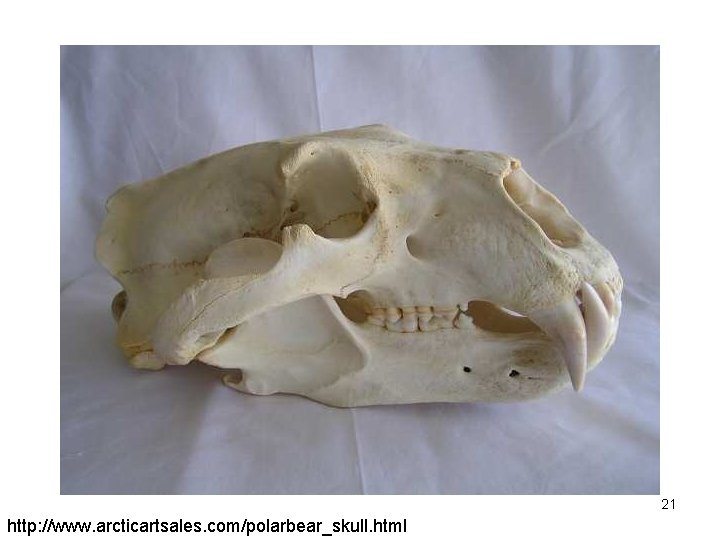 21 http: //www. arcticartsales. com/polarbear_skull. html 