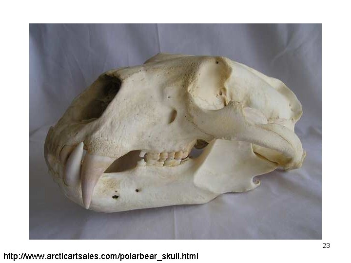 23 http: //www. arcticartsales. com/polarbear_skull. html 