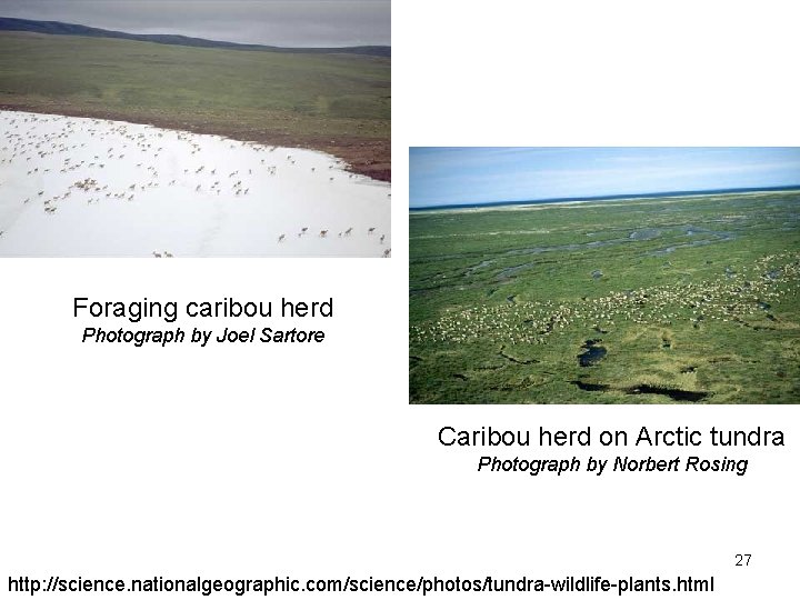 Foraging caribou herd Photograph by Joel Sartore Caribou herd on Arctic tundra Photograph by