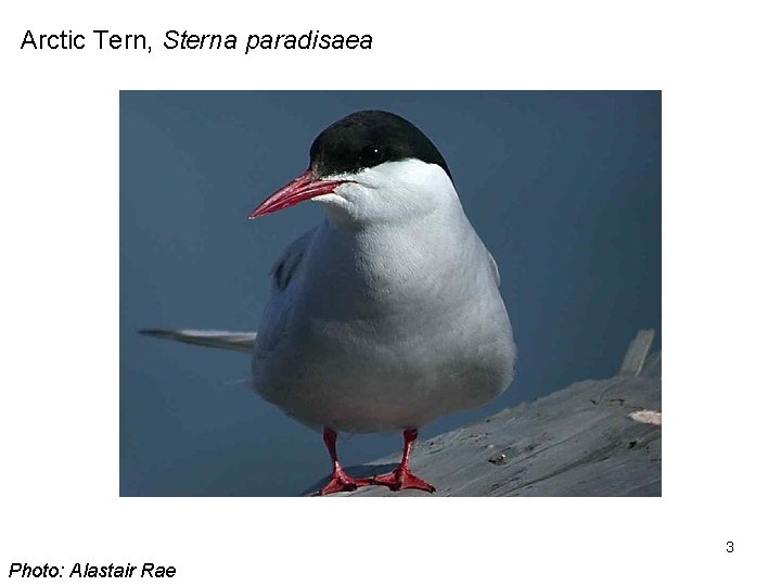 Arctic Tern, Sterna paradisaea 3 Photo: Alastair Rae 