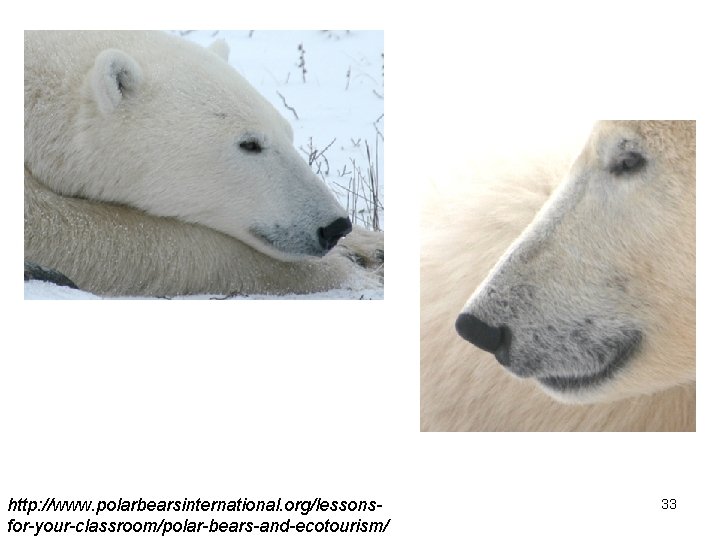 http: //www. polarbearsinternational. org/lessonsfor-your-classroom/polar-bears-and-ecotourism/ 33 