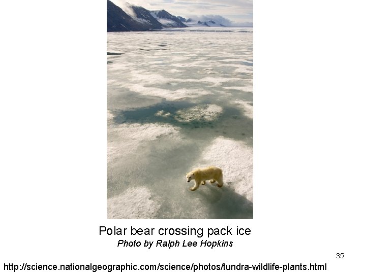 Polar bear crossing pack ice Photo by Ralph Lee Hopkins 35 http: //science. nationalgeographic.