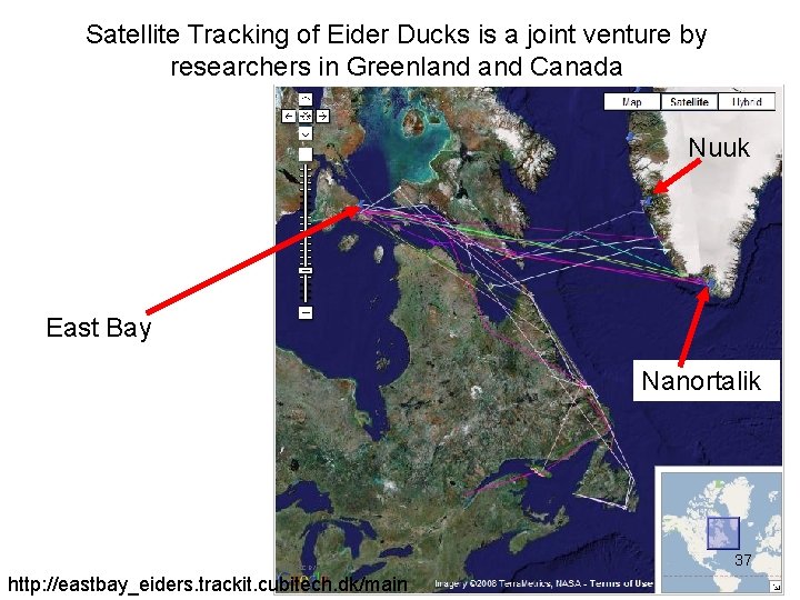 Satellite Tracking of Eider Ducks is a joint venture by researchers in Greenland Canada