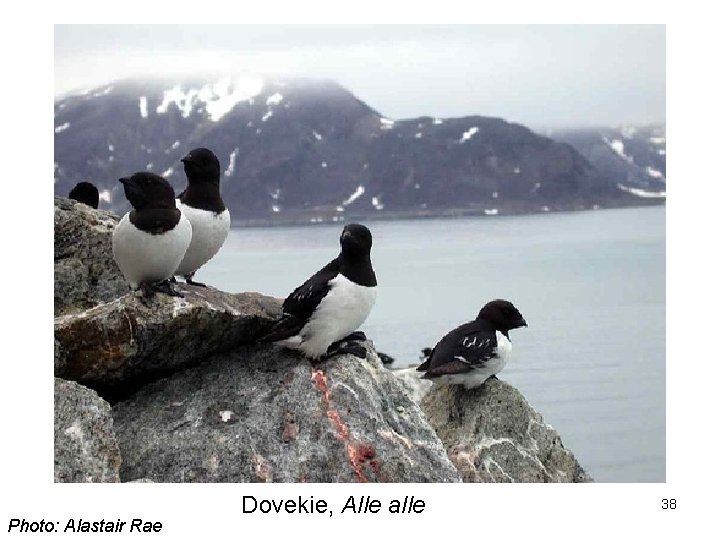 Photo: Alastair Rae Dovekie, Alle alle 38 