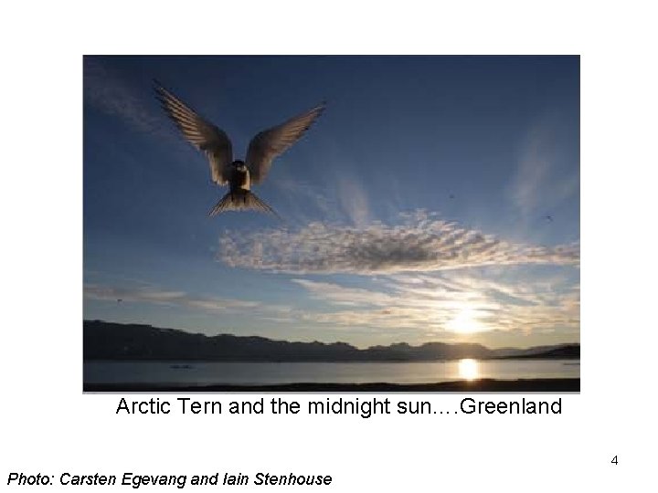 Arctic Tern and the midnight sun…. Greenland 4 Photo: Carsten Egevang and Iain Stenhouse