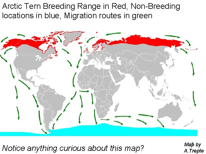 Arctic Tern Breeding Range in Red, Non-Breeding locations in blue, Migration routes in green