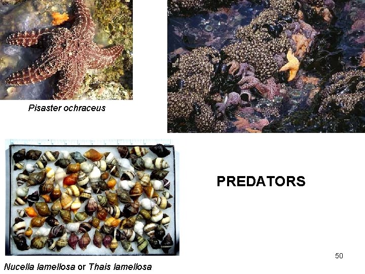 Pisaster ochraceus PREDATORS 50 Nucella lamellosa or Thais lamellosa 