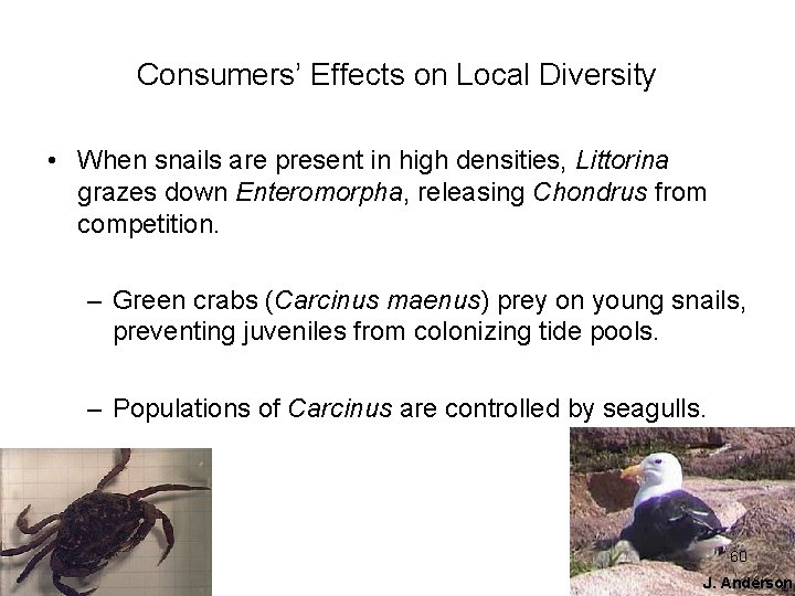 Consumers’ Effects on Local Diversity • When snails are present in high densities, Littorina