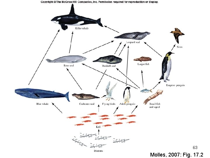 63 Molles, 2007: Fig. 17. 2 