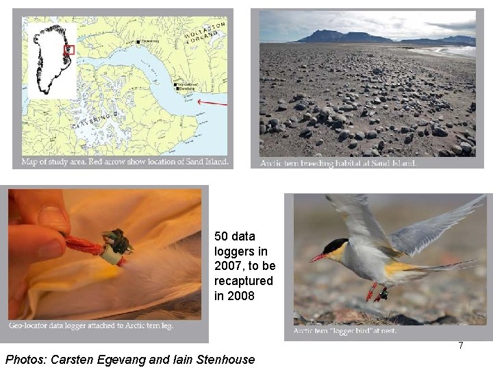 50 data loggers in 2007, to be recaptured in 2008 7 Photos: Carsten Egevang