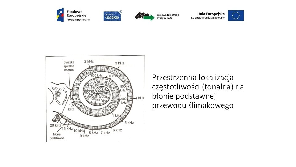 Przestrzenna lokalizacja częstotliwości (tonalna) na błonie podstawnej przewodu ślimakowego 