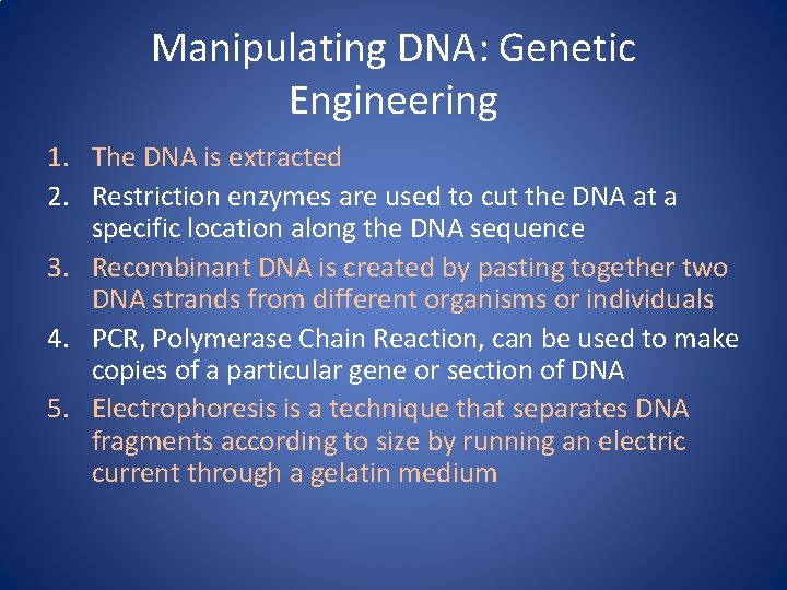 Manipulating DNA: Genetic Engineering 1. The DNA is extracted 2. Restriction enzymes are used