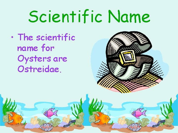 Scientific Name • The scientific name for Oysters are Ostreidae. 
