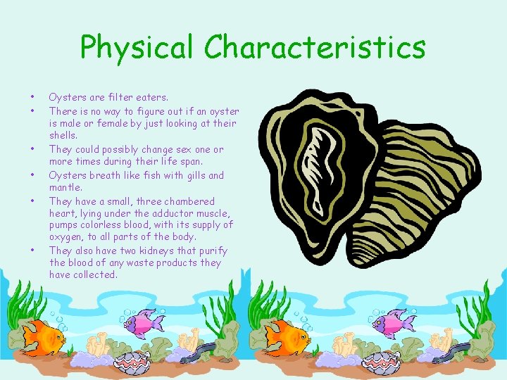 Physical Characteristics • • • Oysters are filter eaters. There is no way to