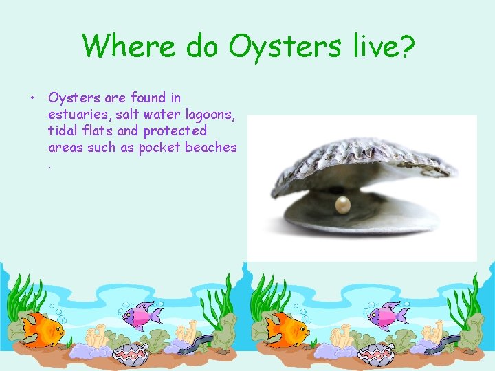 Where do Oysters live? • Oysters are found in estuaries, salt water lagoons, tidal