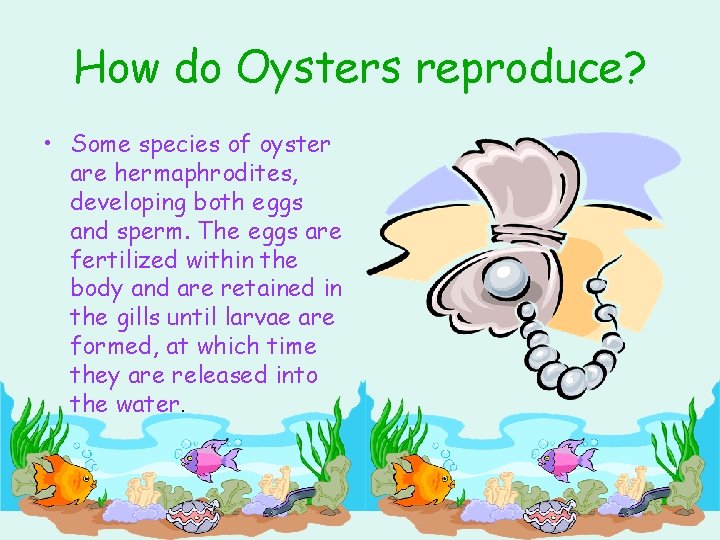 How do Oysters reproduce? • Some species of oyster are hermaphrodites, developing both eggs