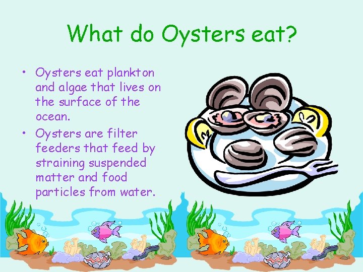 What do Oysters eat? • Oysters eat plankton and algae that lives on the