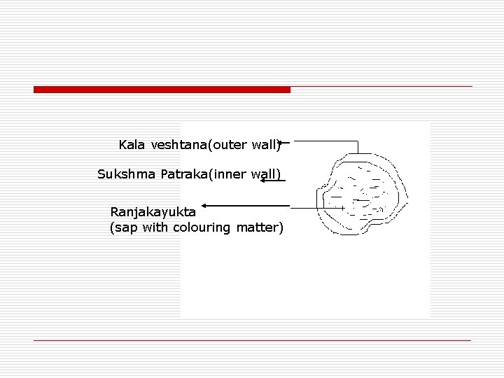 Kala veshtana(outer wall) Sukshma Patraka(inner wall) Ranjakayukta (sap with colouring matter) 