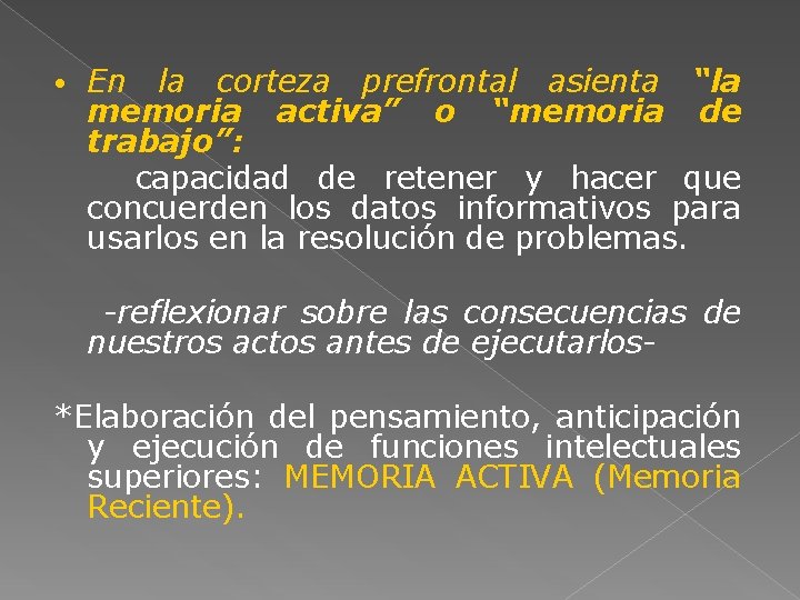  • En la corteza prefrontal asienta “la memoria activa” o “memoria de trabajo”: