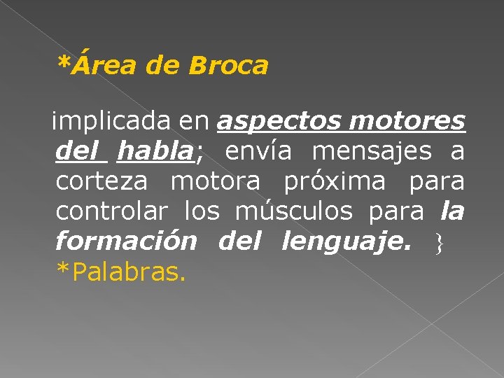 *Área de Broca implicada en aspectos motores del habla; envía mensajes a corteza motora